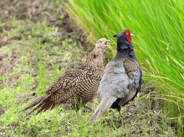 野鳥の雌雄鑑別|頭部と体色から学ぶ同種鳥の違い
