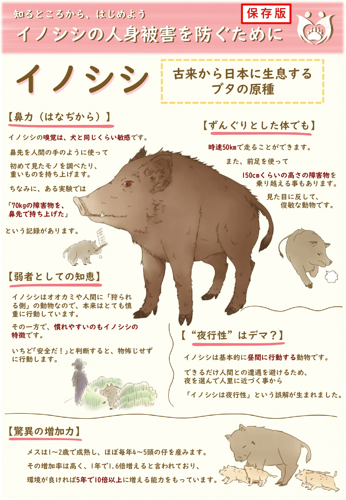 イノシシの生態と特徴を知る|人身被害を防ぐための基礎知識